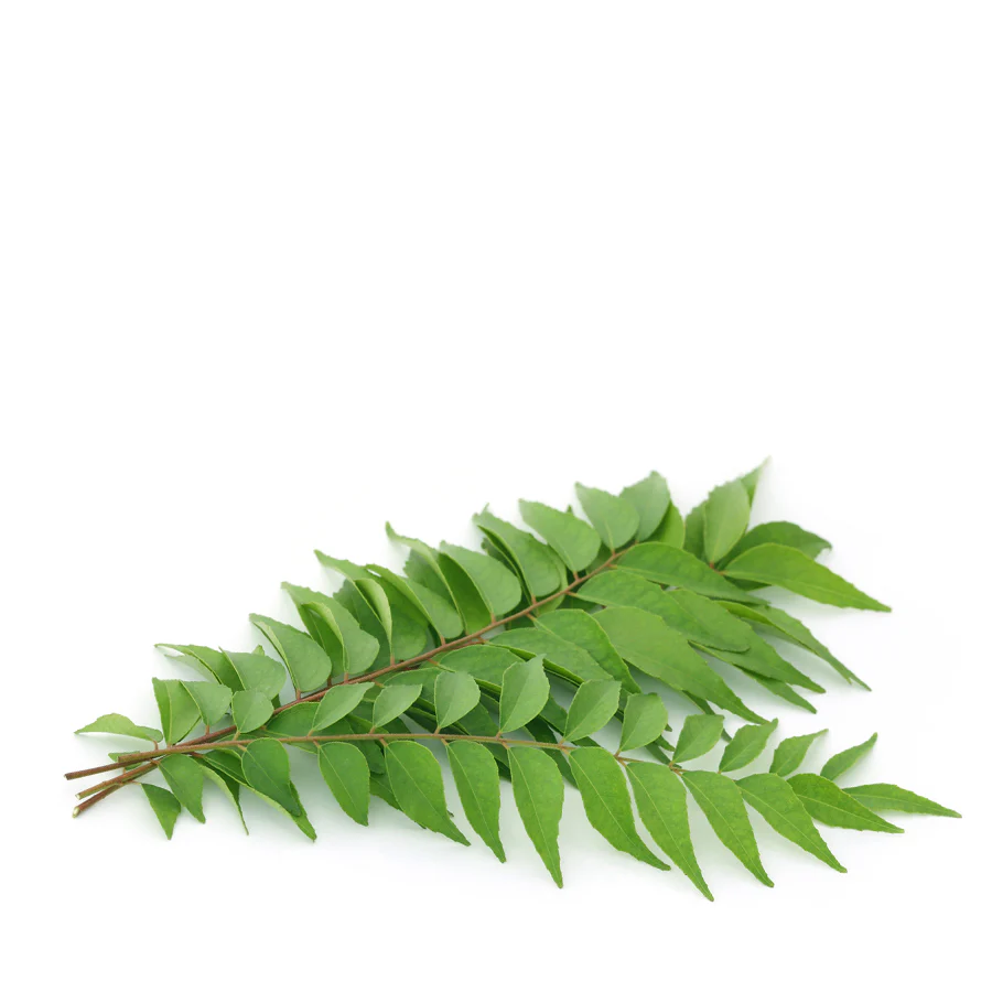 Curry Leaves Bunch